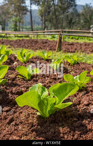 Salade fraîche de plus en potager Banque D'Images