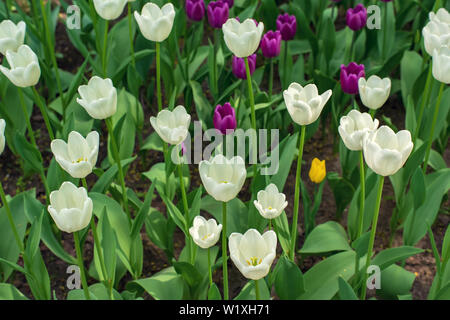 Couleur sur le terrain avec du violet et blanc de tulipes Tulip Festival. Photo utile pour la conception web et qu'un ordinateur papier peint. Banque D'Images