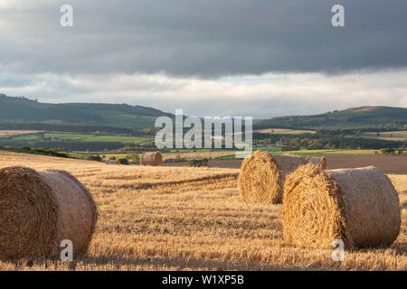 Après la récolte, les bottes de paille se situent dans un champ en fin d'après-midi dans les régions rurales de l'Aberdeenshire Banque D'Images