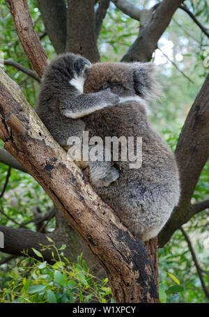 Câlins koalas au Healesville Wildlife Sanctuary, Victoria, Australie Banque D'Images