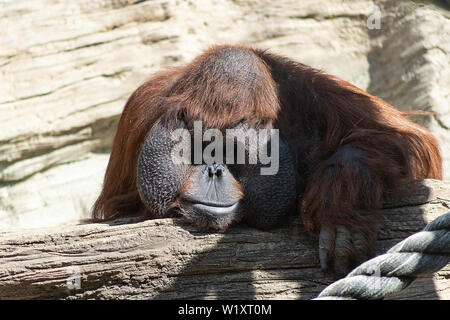 Portrait d'une orange avec un orang-outan pensif drôle de visage paresseusement en regardant ce qui se passe, Banque D'Images