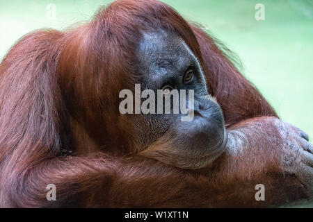 Portrait d'une orange avec un orang-outan pensif drôle de visage paresseusement en regardant ce qui se passe Banque D'Images