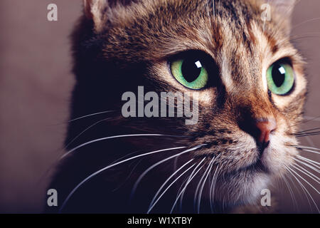 Portrait de chat domestique aux yeux verts Banque D'Images