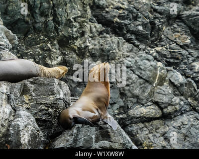 Lion de mer Chili faune nature atacame Banque D'Images