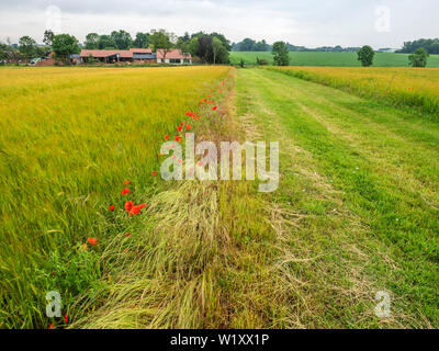 Le sentier le long de coquelicots dans un champ d'orge de Leiston Abbey à Leiston Suffolk Angleterre Banque D'Images
