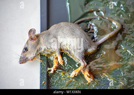 Le rat noir colle sur le plateau sur le sol. Banque D'Images