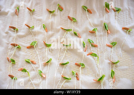 Les semis de melon d'hiver qui se développent à partir de graines sur le papier. Banque D'Images