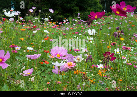 Sydney, Australie, prairie de fleurs y compris les zinnias et cosmos Banque D'Images