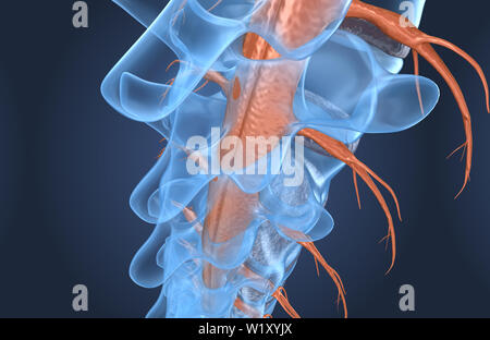 L'anatomie de la colonne vertébrale vue macro des rayons x, 3D render Banque D'Images