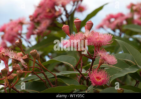 Sydney, Australie, des fleurs roses d'une floraison australiennes indigènes gum tree Banque D'Images