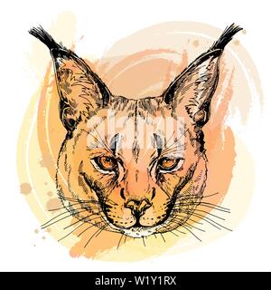 Croquis dessinés à la main de style caracal isolé sur fond blanc. Vector illustration. Illustration de Vecteur