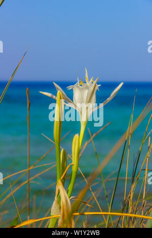 Fleurs sauvages d'été : Daffodil de mer sur la plage, Apulia (Italie). Banque D'Images