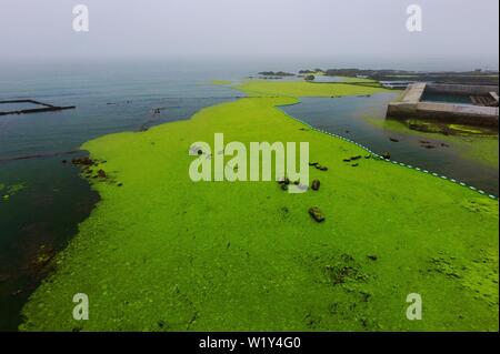 Linyi, Shandong, Chine. 4 juillet, 2019. Shandong, Chine - juillet4 2019 : une grande zone de marée verte a touché terre sur la côte est de Qingdao, shandong province.Certaines zones de reproduction de pêcheurs ont été affectés dans une certaine mesure.Selon les dernières informations de suivi publié par la direction générale de Beihai le ministère des Ressources naturelles, de la zone de distribution de la marée verte Enteromorpha dans la mer de Bohai a dépassé 50 000 kilomètres carrés, couvrant environ 477 kilomètres carrés. Crédit : SIPA Asie/ZUMA/Alamy Fil Live News Banque D'Images