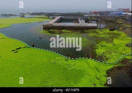 Linyi, Shandong, Chine. 4 juillet, 2019. Shandong, Chine - juillet4 2019 : une grande zone de marée verte a touché terre sur la côte est de Qingdao, shandong province.Certaines zones de reproduction de pêcheurs ont été affectés dans une certaine mesure.Selon les dernières informations de suivi publié par la direction générale de Beihai le ministère des Ressources naturelles, de la zone de distribution de la marée verte Enteromorpha dans la mer de Bohai a dépassé 50 000 kilomètres carrés, couvrant environ 477 kilomètres carrés. Crédit : SIPA Asie/ZUMA/Alamy Fil Live News Banque D'Images