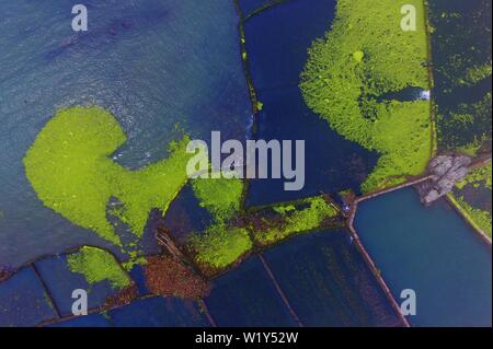 Linyi, Shandong, Chine. 4 juillet, 2019. Shandong, Chine - juillet4 2019 : une grande zone de marée verte a touché terre sur la côte est de Qingdao, shandong province.Certaines zones de reproduction de pêcheurs ont été affectés dans une certaine mesure.Selon les dernières informations de suivi publié par la direction générale de Beihai le ministère des Ressources naturelles, de la zone de distribution de la marée verte Enteromorpha dans la mer de Bohai a dépassé 50 000 kilomètres carrés, couvrant environ 477 kilomètres carrés. Crédit : SIPA Asie/ZUMA/Alamy Fil Live News Banque D'Images