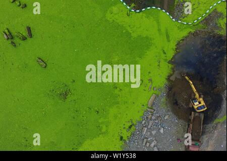 Linyi, Shandong, Chine. 4 juillet, 2019. Shandong, Chine - juillet4 2019 : une grande zone de marée verte a touché terre sur la côte est de Qingdao, shandong province.Certaines zones de reproduction de pêcheurs ont été affectés dans une certaine mesure.Selon les dernières informations de suivi publié par la direction générale de Beihai le ministère des Ressources naturelles, de la zone de distribution de la marée verte Enteromorpha dans la mer de Bohai a dépassé 50 000 kilomètres carrés, couvrant environ 477 kilomètres carrés. Crédit : SIPA Asie/ZUMA/Alamy Fil Live News Banque D'Images