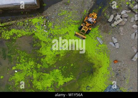 Linyi, Shandong, Chine. 4 juillet, 2019. Shandong, Chine - juillet4 2019 : une grande zone de marée verte a touché terre sur la côte est de Qingdao, shandong province.Certaines zones de reproduction de pêcheurs ont été affectés dans une certaine mesure.Selon les dernières informations de suivi publié par la direction générale de Beihai le ministère des Ressources naturelles, de la zone de distribution de la marée verte Enteromorpha dans la mer de Bohai a dépassé 50 000 kilomètres carrés, couvrant environ 477 kilomètres carrés. Crédit : SIPA Asie/ZUMA/Alamy Fil Live News Banque D'Images
