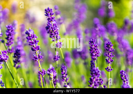 Fleurs de lavande véritable été Lavandula angustifolia Banque D'Images