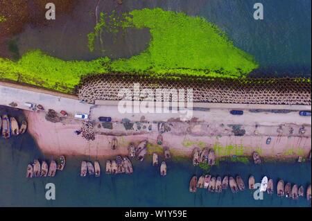 Linyi, Shandong, Chine. 4 juillet, 2019. Shandong, Chine - juillet4 2019 : une grande zone de marée verte a touché terre sur la côte est de Qingdao, shandong province.Certaines zones de reproduction de pêcheurs ont été affectés dans une certaine mesure.Selon les dernières informations de suivi publié par la direction générale de Beihai le ministère des Ressources naturelles, de la zone de distribution de la marée verte Enteromorpha dans la mer de Bohai a dépassé 50 000 kilomètres carrés, couvrant environ 477 kilomètres carrés. Crédit : SIPA Asie/ZUMA/Alamy Fil Live News Banque D'Images