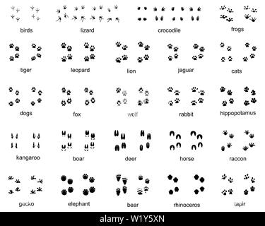 Ensemble d'empreintes d'animaux sauvages sur un fond blanc Banque D'Images