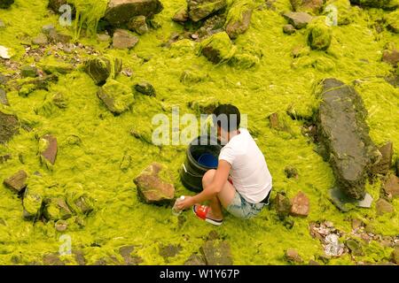 Linyi, Shandong, Chine. 4 juillet, 2019. Shandong, Chine - juillet4 2019 : une grande zone de marée verte a touché terre sur la côte est de Qingdao, shandong province.Certaines zones de reproduction de pêcheurs ont été affectés dans une certaine mesure.Selon les dernières informations de suivi publié par la direction générale de Beihai le ministère des Ressources naturelles, de la zone de distribution de la marée verte Enteromorpha dans la mer de Bohai a dépassé 50 000 kilomètres carrés, couvrant environ 477 kilomètres carrés. Crédit : SIPA Asie/ZUMA/Alamy Fil Live News Banque D'Images