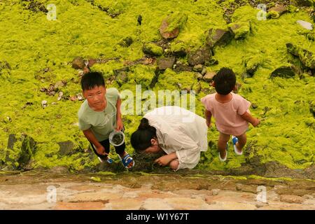 Linyi, Shandong, Chine. 4 juillet, 2019. Shandong, Chine - juillet4 2019 : une grande zone de marée verte a touché terre sur la côte est de Qingdao, shandong province.Certaines zones de reproduction de pêcheurs ont été affectés dans une certaine mesure.Selon les dernières informations de suivi publié par la direction générale de Beihai le ministère des Ressources naturelles, de la zone de distribution de la marée verte Enteromorpha dans la mer de Bohai a dépassé 50 000 kilomètres carrés, couvrant environ 477 kilomètres carrés. Crédit : SIPA Asie/ZUMA/Alamy Fil Live News Banque D'Images