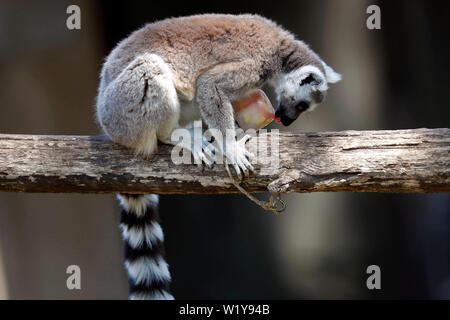 L'Italie, Rome, 27 juin 2019 : Lémuriens dans Biopark sont nourris avec des légumes et fruits congelés, en raison des températures élevées Photo Remo Sintes/Denis Zammit Banque D'Images