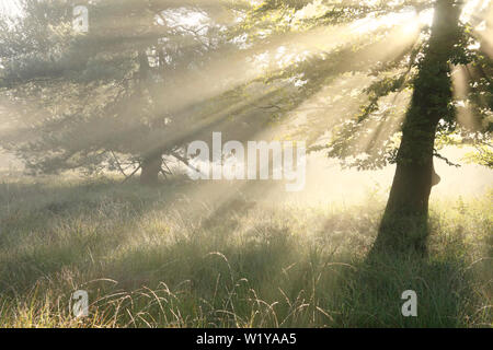 Rayons de soleil dans le brouillard entre les arbres en été lever du soleil Banque D'Images