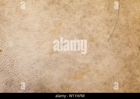 Vue rapprochée du djembe la texture de la peau. Banque D'Images