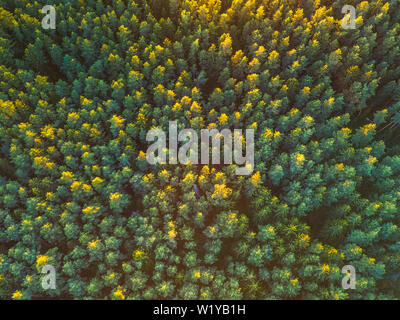 Très belle vue panoramique sur les sommets de photo forêt de pins. Vue aérienne. À partir de ci-dessus. Photo prise avec le bourdon. Vue d'en haut Banque D'Images