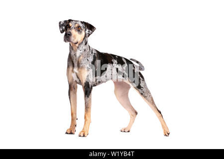 Louisiana Catahoula Leopard dog devant un fond blanc Banque D'Images