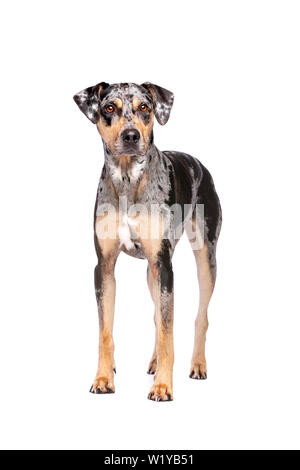 Louisiana Catahoula Leopard dog devant un fond blanc Banque D'Images