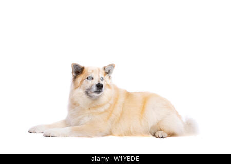 Chien de Berger islandais devant un fond blanc Banque D'Images