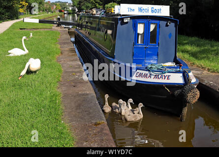 Un grand classique du canal et de cygnes cygnets au four à chaux de verrouillage sur le canal Trent et Mersey, Pierre 22.6.19. Cw 6780 Banque D'Images