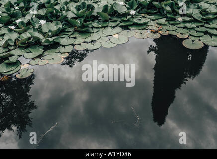 Lotus blanc dans l'étang, avec des reflets dans l'eau, avant la pluie Banque D'Images