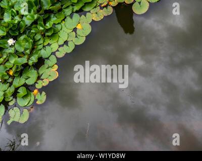 Lotus blanc dans l'étang, avec des reflets dans l'eau, avant la pluie Banque D'Images