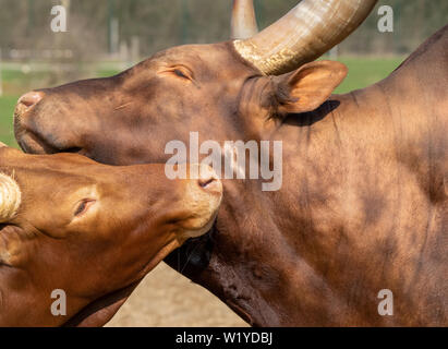 Une vache Watusi et un veau Watusi caresser, nom scientifique Bos taurus, domestiques Banque D'Images