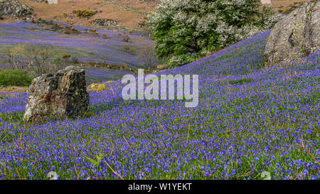 Le tapis de jacinthes à Rannerdale croître en colline, avec la plupart de la vallée devenir bleu quand ils sont en fleurs Banque D'Images