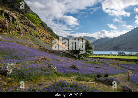 Le tapis de jacinthes à Rannerdale croître en colline, avec la plupart de la vallée devenir bleu quand ils sont en fleurs Banque D'Images