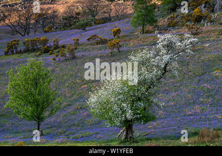 Le tapis de jacinthes à Rannerdale croître en colline, avec la plupart de la vallée devenir bleu quand ils sont en fleurs Banque D'Images