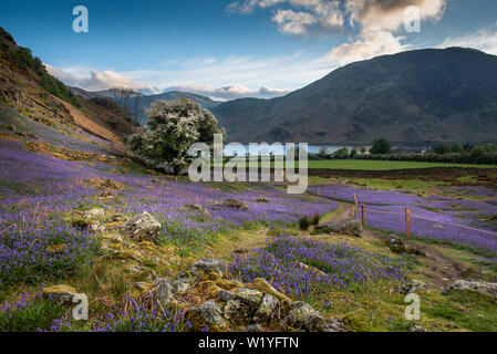 Le tapis de jacinthes à Rannerdale croître en colline, avec la plupart de la vallée devenir bleu quand ils sont en fleurs Banque D'Images