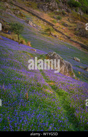 Le tapis de jacinthes à Rannerdale croître en colline, avec la plupart de la vallée devenir bleu quand ils sont en fleurs Banque D'Images