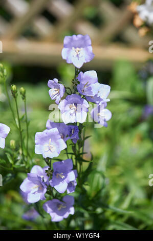 Campanula (Bell) Fleurs Fleurs Banque D'Images