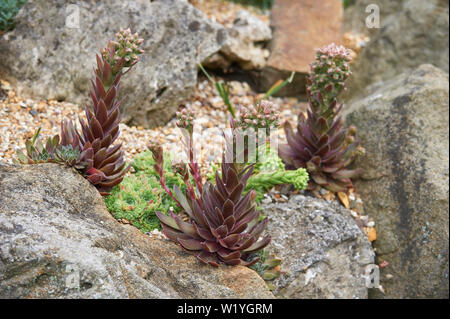 Echeveria spp floraison sur une rocaille UK Banque D'Images