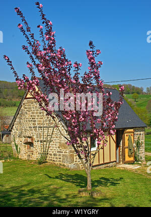 La floraison des arbres à fleurs roses en face de petite maison en pierre Banque D'Images