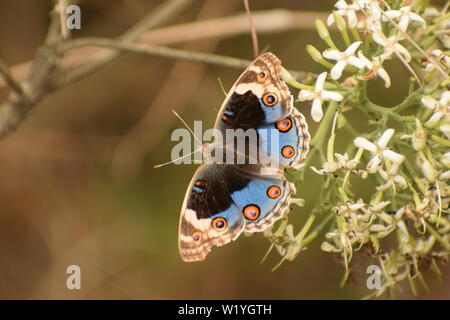 Belle blue pansy ( junonia orithya ) papillon. Banque D'Images