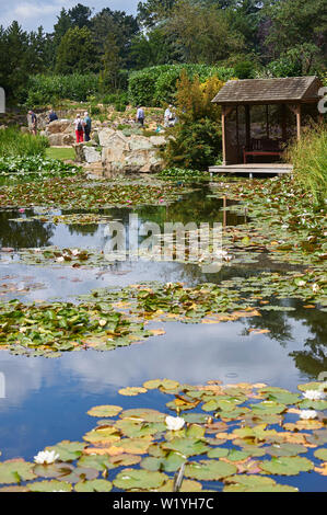 La collection nationale de nénuphars fleurit pendant l'été à Burnby Hall Gardens, Pocklington East Yorkshire.UK, Banque D'Images