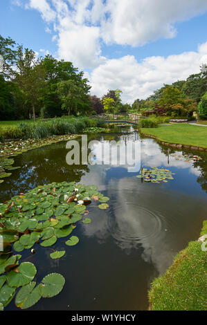 La collection nationale de nénuphars fleurit pendant l'été à Burnby Hall Gardens, Pocklington East Yorkshire.UK, Banque D'Images