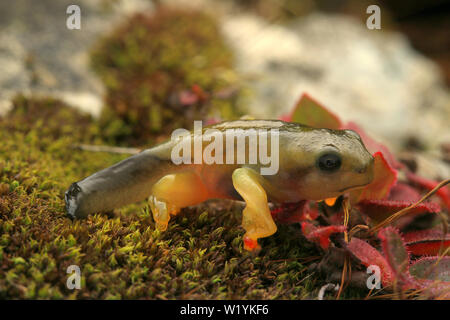 Twin-Spotted bébé grenouille volante (Rhacophorus bipunctatus) Banque D'Images