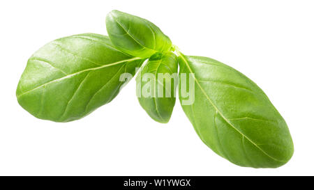 Bébé Basilic Genovese (Ocimum basilicum) laisse, isolé Banque D'Images